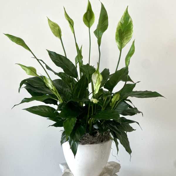 Serenity Spathiphyllum by Westford Florist Art by Veny