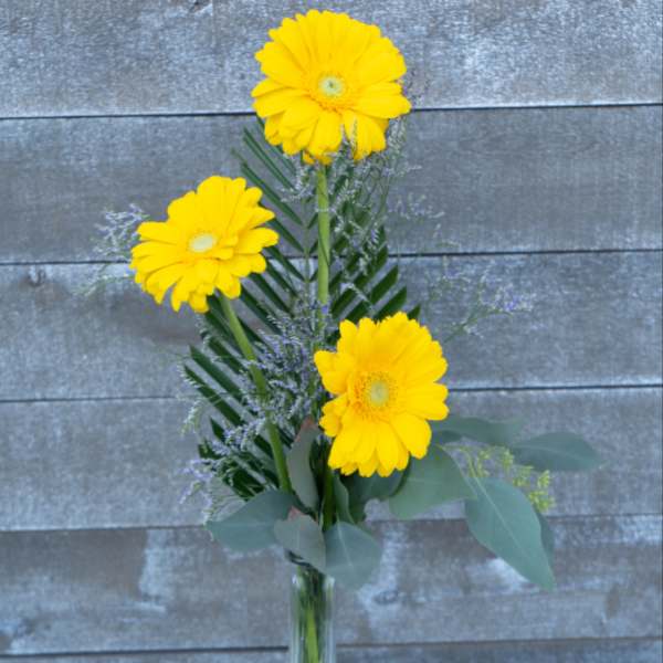 Three yellow gerbera daisies in a clear glass vase