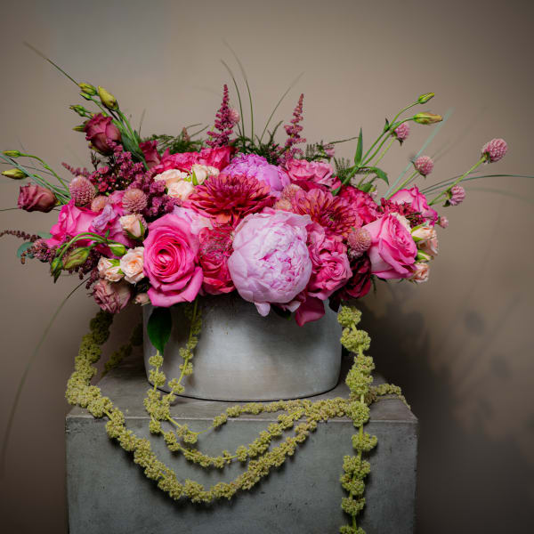 Bellezza Rosa