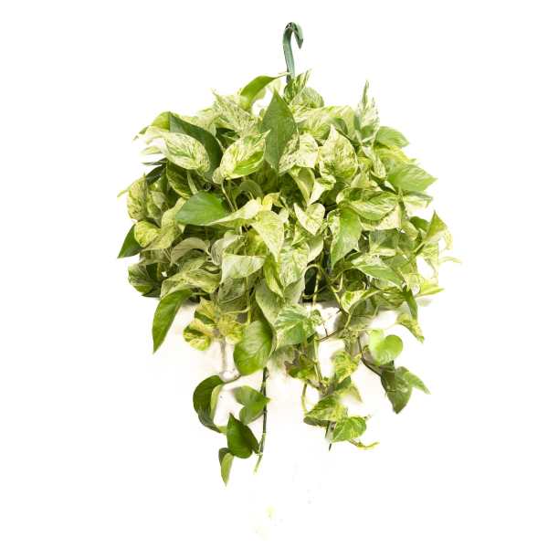 Trailing variegated pothos plant with dense green and cream leaves
