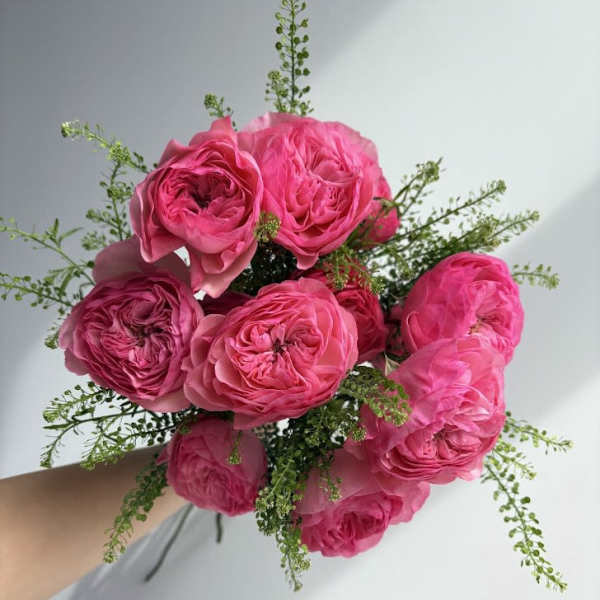 Magenta Roses