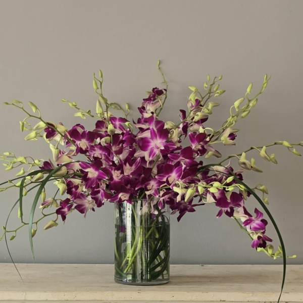 Orchid Extravaganza