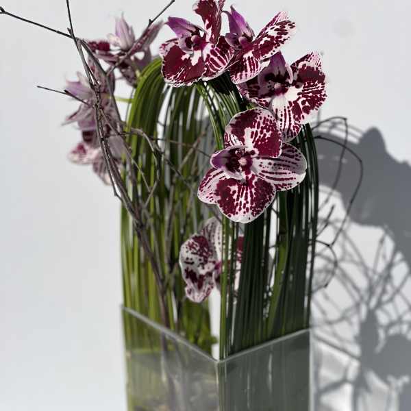 Orchid Olympus 3
