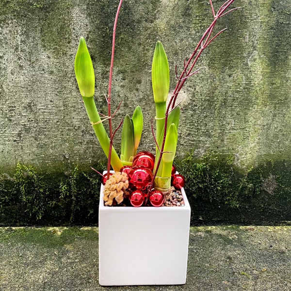 Amaryllis Plants