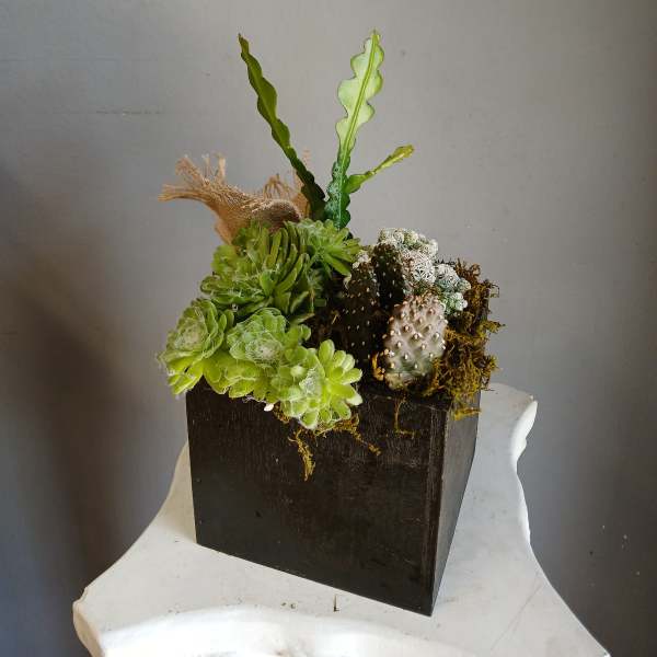 PL 34 Succulent Mix
