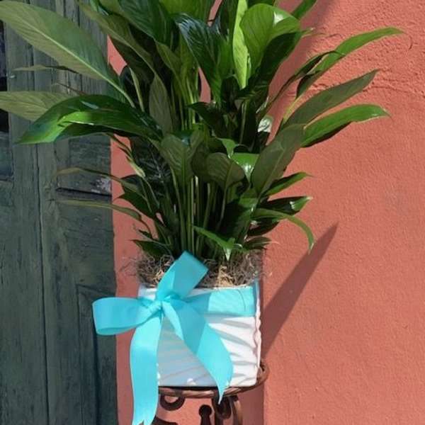 Peacelily Plant