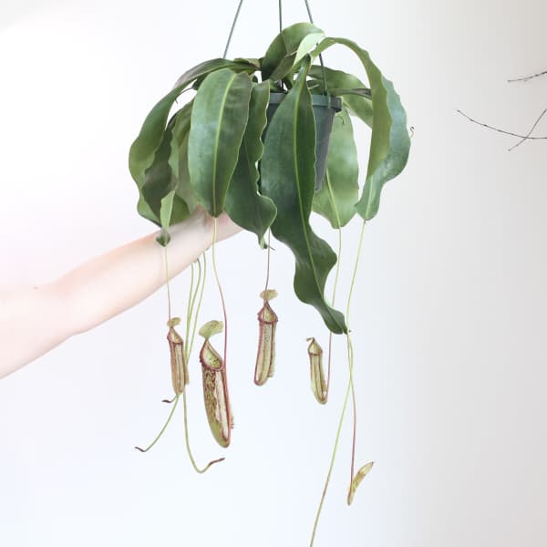 XL Hanging Pitcher Plant