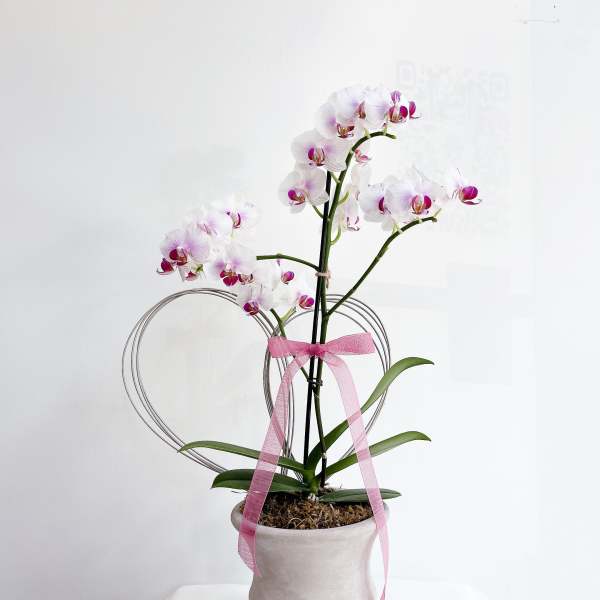 Lux Heart Orchid