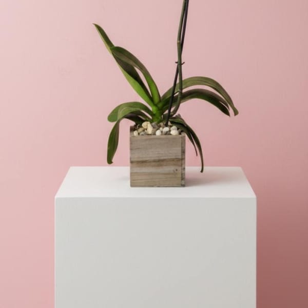 Orchid plant