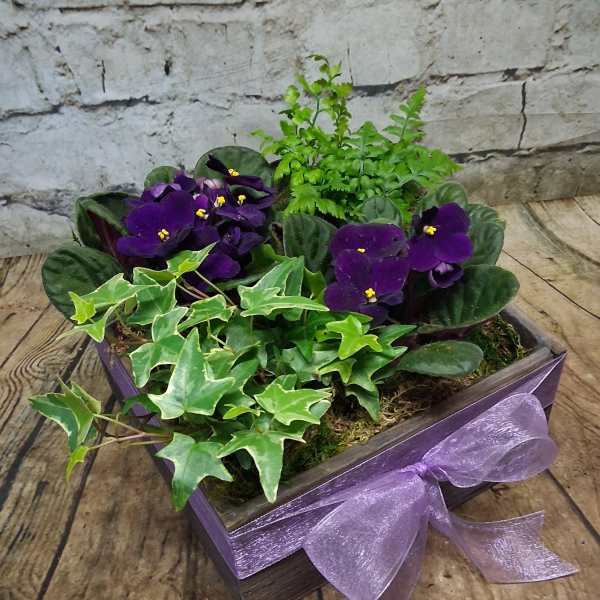 Vibrant Violets