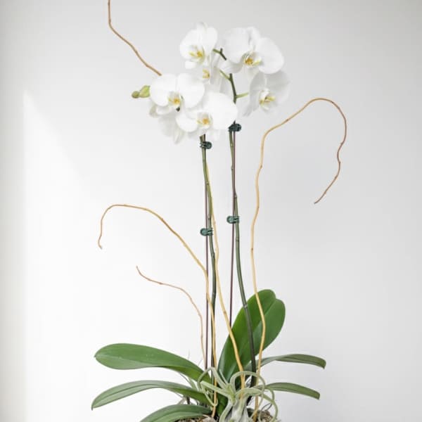 Orchid Fantasy