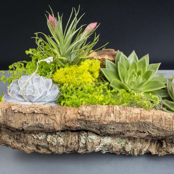 Organic Garden