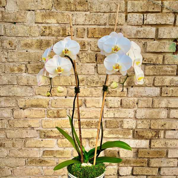 Akari Orchid