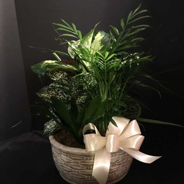 Dishgarden 24 x 12