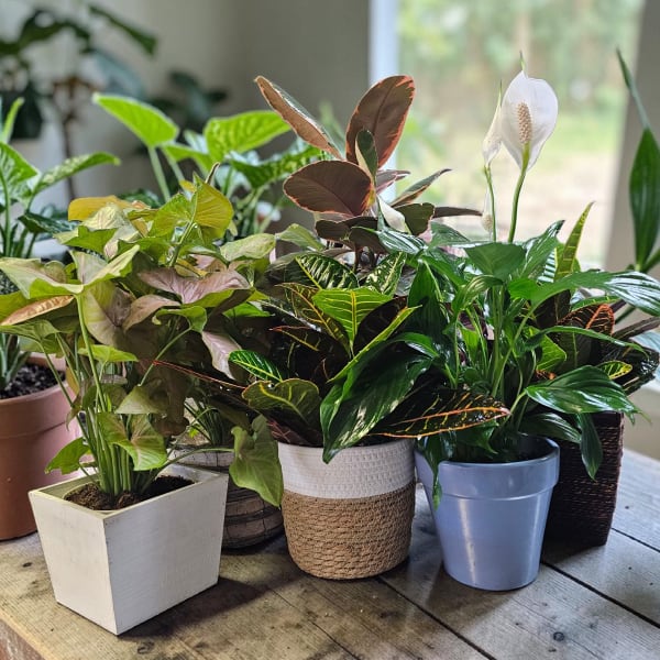 Beautiful Plants!