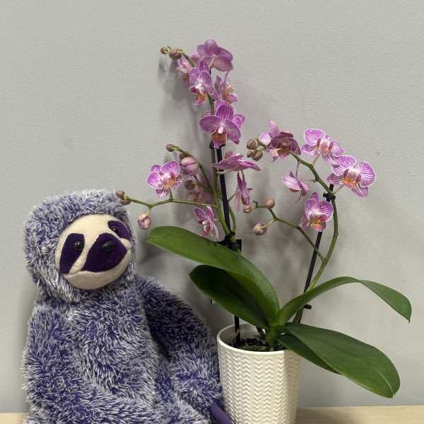 Lavender Orchid & Purple Sloth