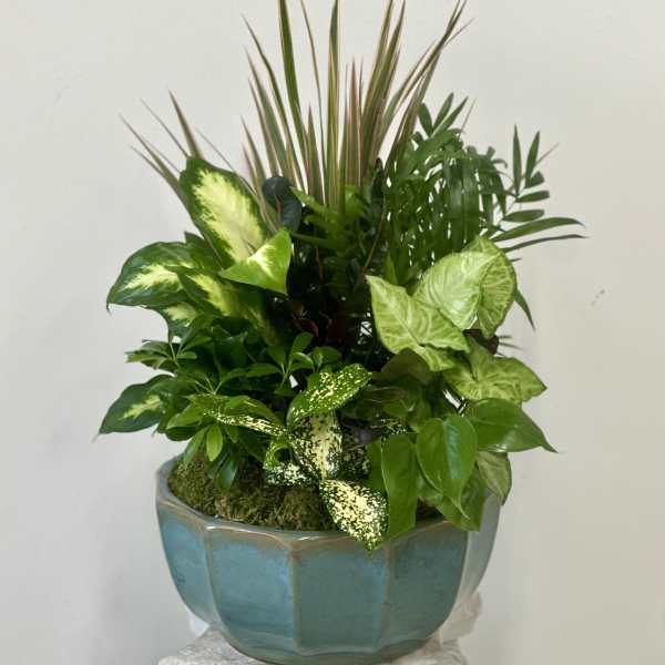 Dish Garden by Westford Florist Floral Art by Veny 12-inches