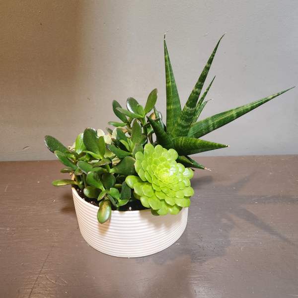 Plants: Succulent Garden - Natures Wonder