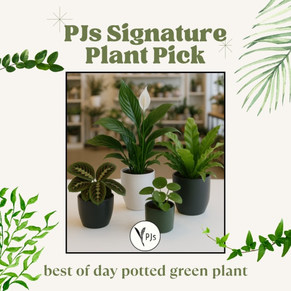Four potted green houseplants on a tabletop