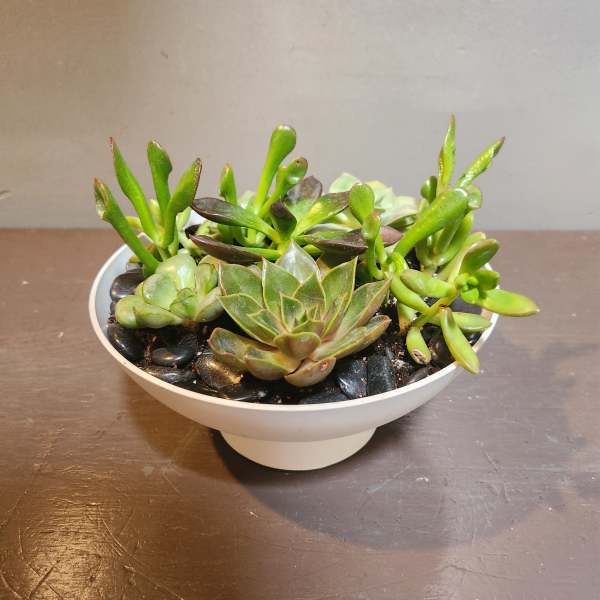 Plants: Succulent Garden - Endless Ocean