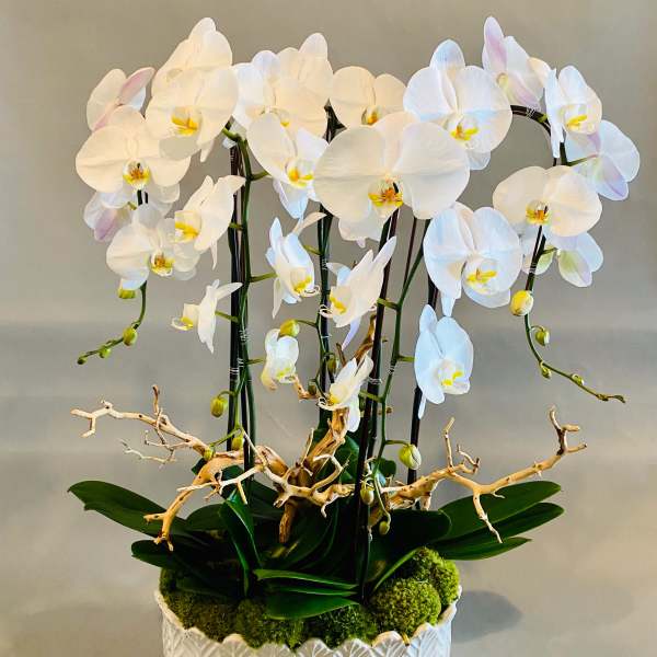 Blooming Beauty