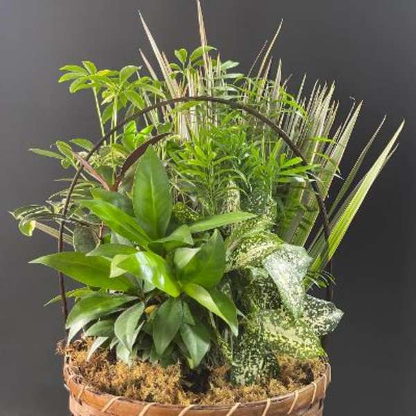 Dish garden - J