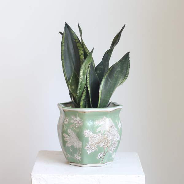 Sanseveria in Chinoiserie Pot