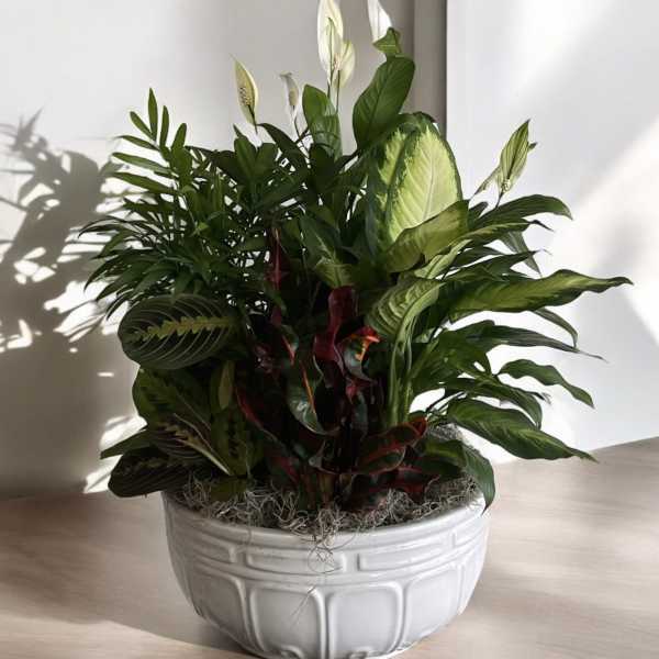 XL Dishgarden PREMIUM plant