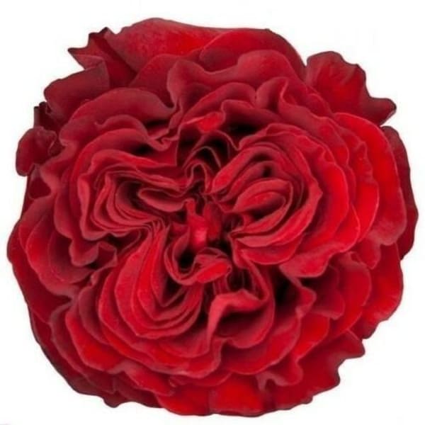 Single red rose bloom on a white background