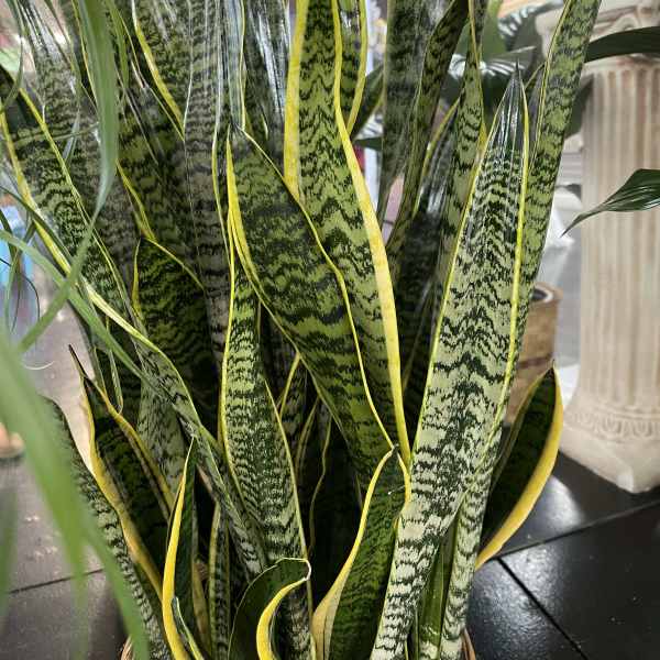 Tall snake plant with upright green and yellow-striped leaves