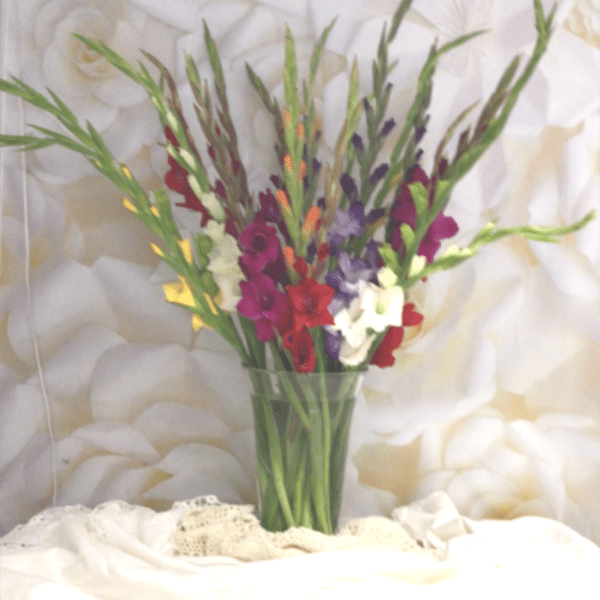Graceful Gladiolus