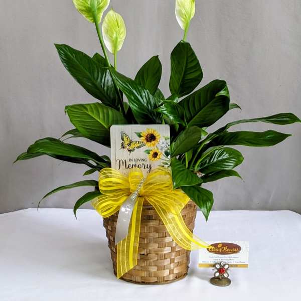 In Memory Peace Lily - 6" Planter