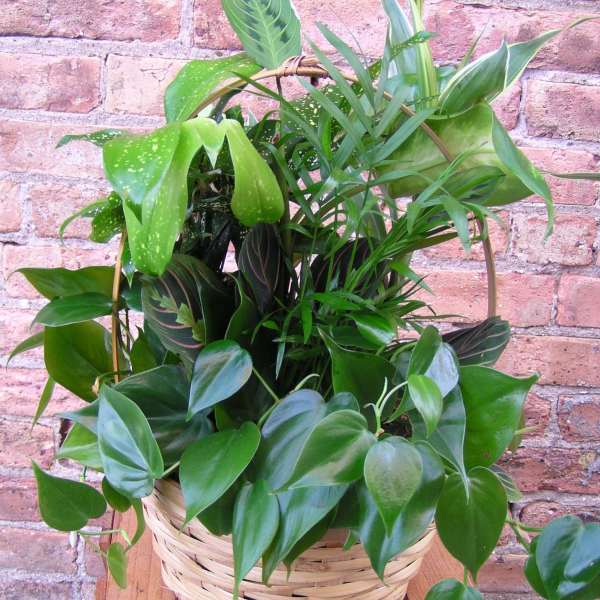 Dishgarden