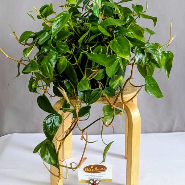 Philodendron - 8" Hanging Basket