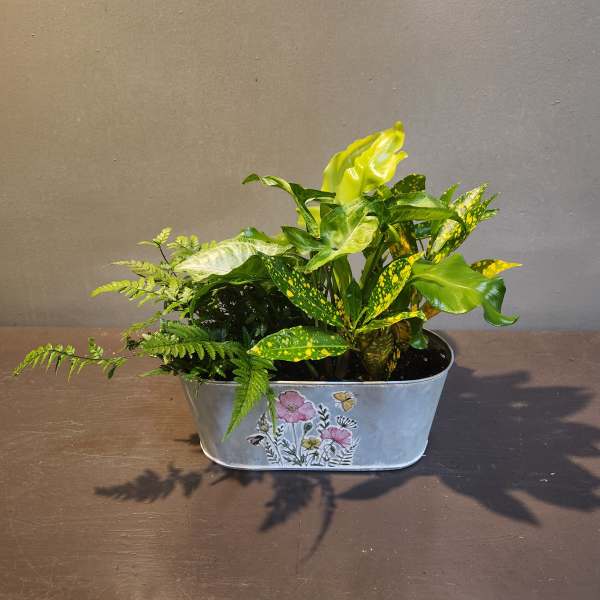 Plants: Butterfly Garden