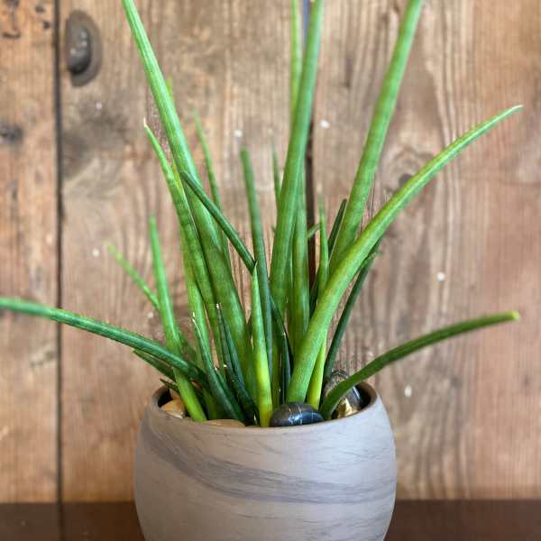 Round potted plant with tall, narrow green spikes in a gray ceramic bowl.