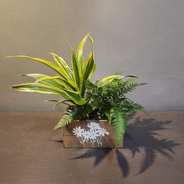 Plants: Daisy Daydream