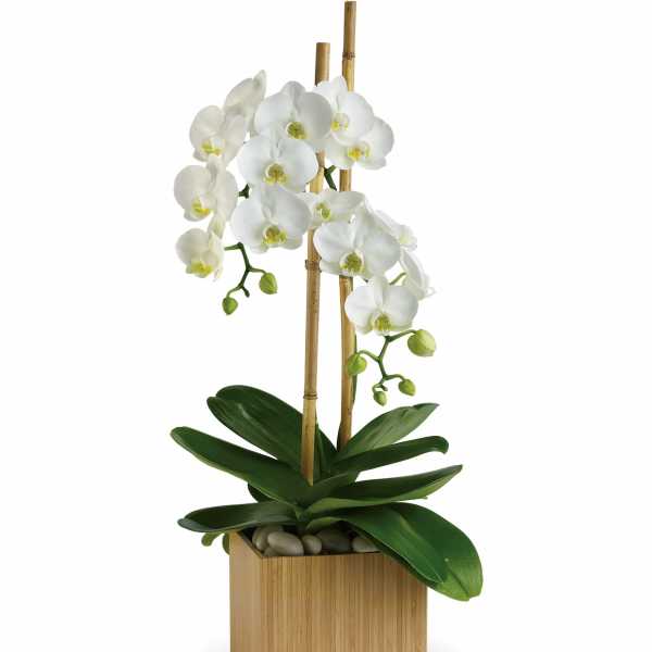 Opulent Orchids