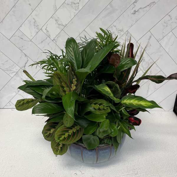 Dish Garden