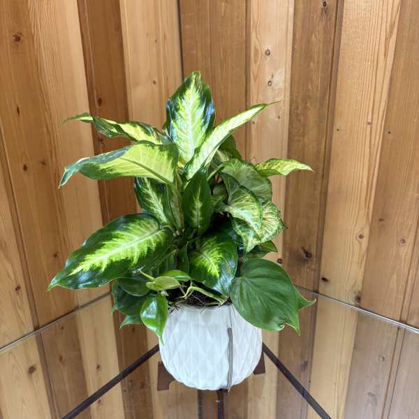Ceramic Planter