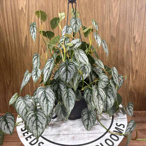 Philodendron Brandi