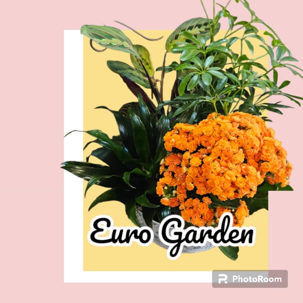 Orange spray roses in a planter with lush green foliage