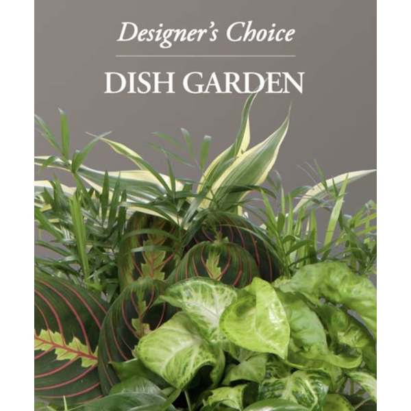 Assorted green houseplants with variegated leaves