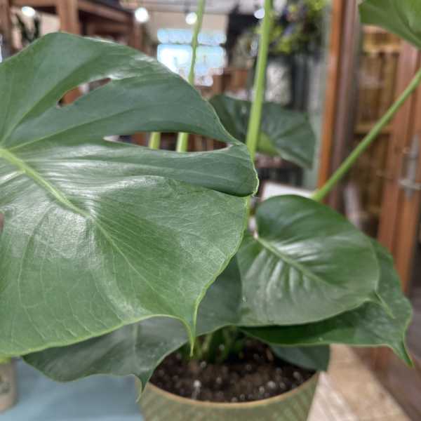 Swiss Cheese Plant