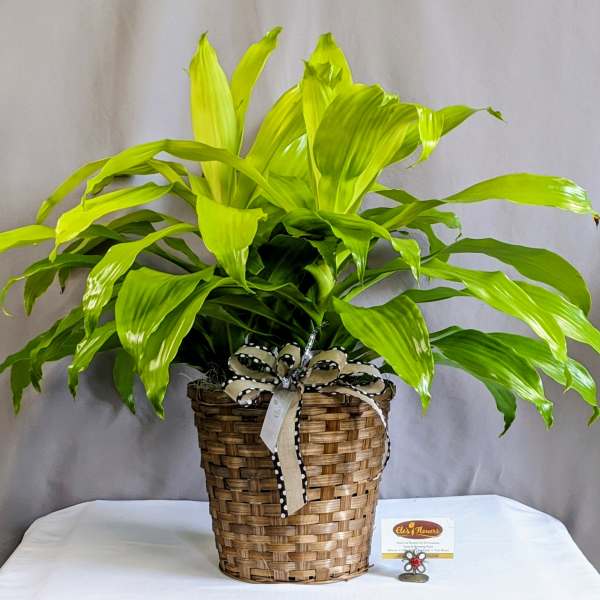 Lime Light Dracaena - 8" Planter
