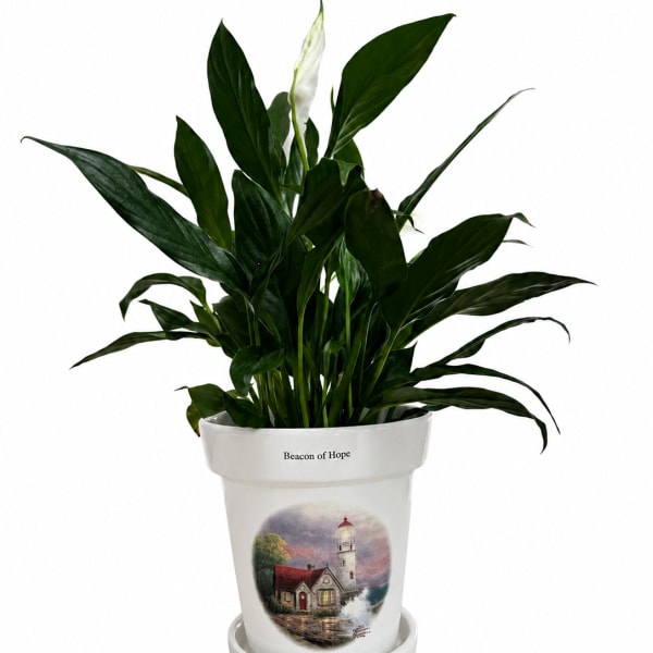 Beacon Of Hope Peace Lily