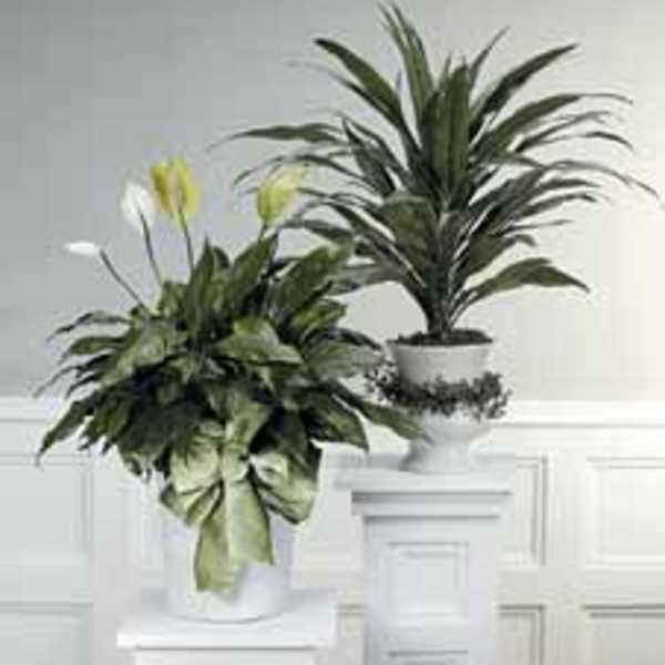 Peace Lily