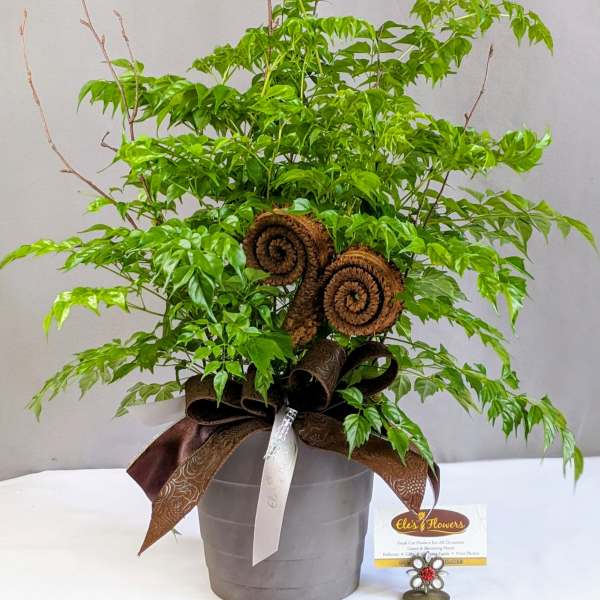 Woodland China Doll - 6" Planter