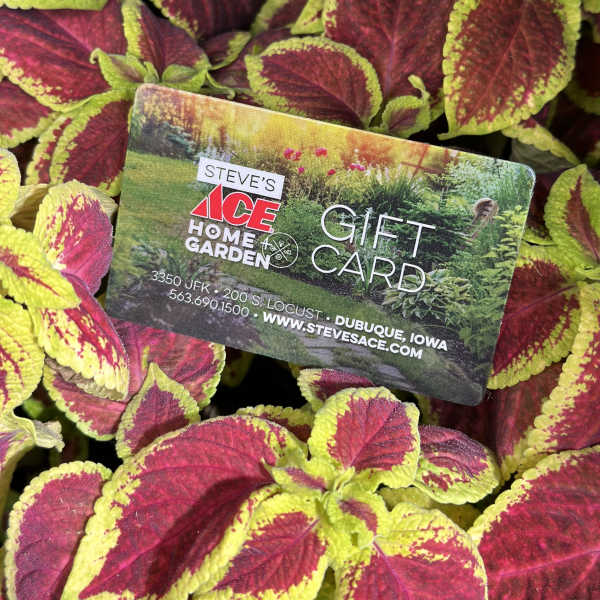 Colorful coleus plant with red and lime-edged leaves and a gift card
