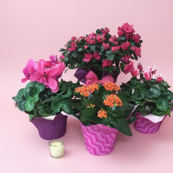 Blooming Plants